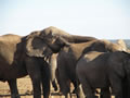 Elephant Resting Its Trunk, Amakhala Game Reserve, &copy;Caroline Yates